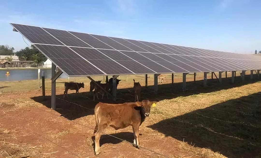 Constructing cattle sheds with photovoltaic panels